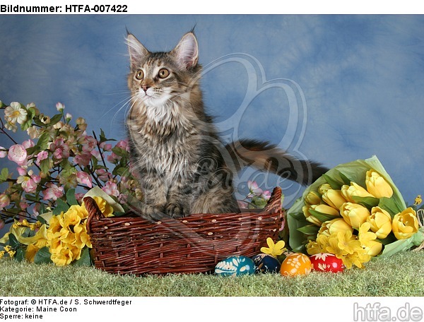 junge Maine Coon / young maine coon / HTFA-007422