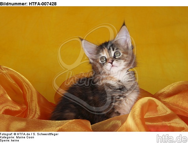 Maine Coon Kätzchen / maine coon kitten / HTFA-007428