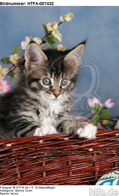 Maine Coon Kätzchen / maine coon kitten / HTFA-007432