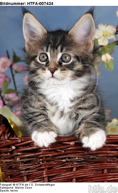 Maine Coon Kätzchen / maine coon kitten / HTFA-007434