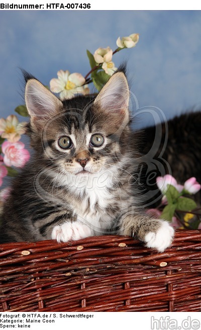 Maine Coon Kätzchen / maine coon kitten / HTFA-007436