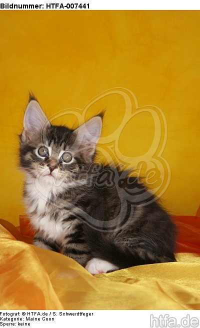 Maine Coon Kätzchen / maine coon kitten / HTFA-007441