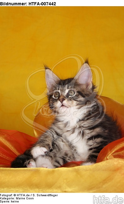 Maine Coon Kätzchen / maine coon kitten / HTFA-007442