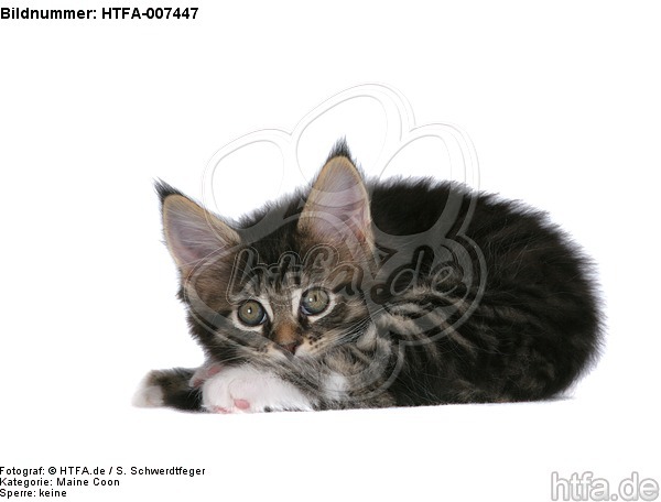 Maine Coon Kätzchen / maine coon kitten / HTFA-007447