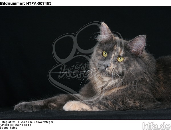 Maine Coon / HTFA-007453