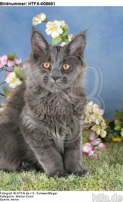 junge Maine Coon / young maine coon / HTFA-008661