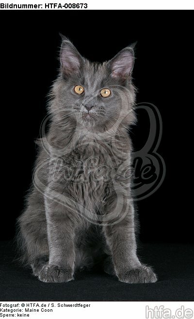 junge Maine Coon / young maine coon / HTFA-008673