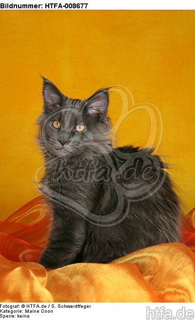 junge Maine Coon / young maine coon / HTFA-008677