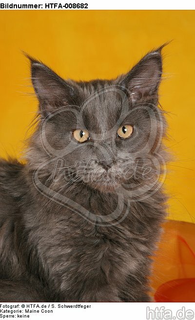 junge Maine Coon / young maine coon / HTFA-008682