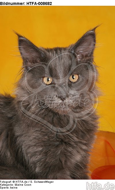 junge Maine Coon / young maine coon / HTFA-008682