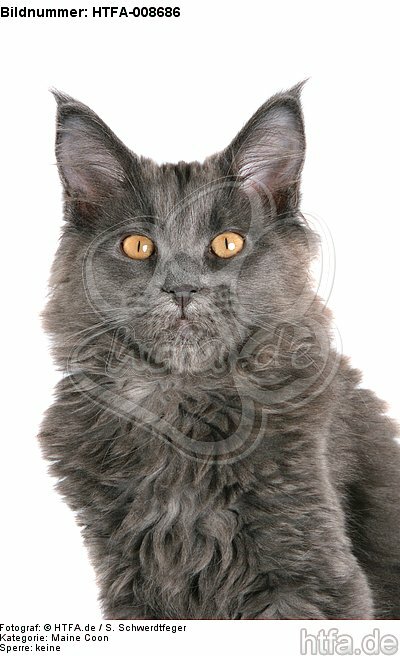 junge Maine Coon / young maine coon / HTFA-008686