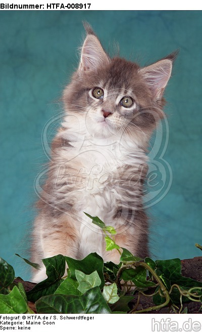 Maine Coon Kätzchen / maine coon kitten / HTFA-008917