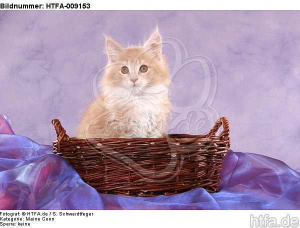 Maine Coon Kätzchen / maine coon kitten / HTFA-009153