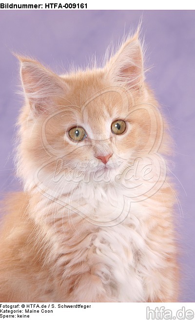 Maine Coon Kätzchen Portrait / maine coon kitten portrait / HTFA-009161