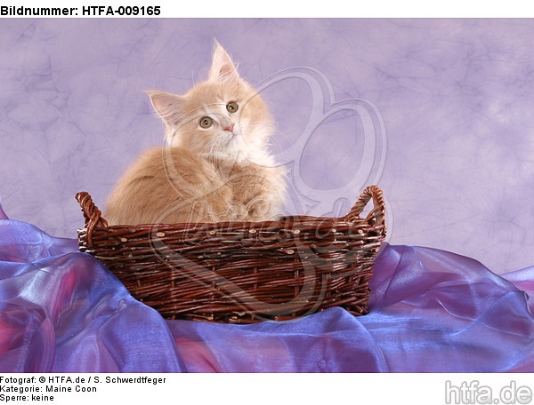 Maine Coon Kätzchen / maine coon kitten / HTFA-009165