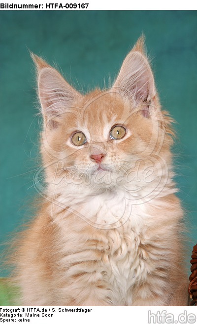 Maine Coon Kätzchen Portrait / maine coon kitten portrait / HTFA-009167