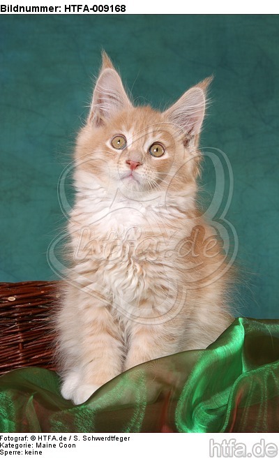 sitzendes Maine Coon Kätzchen / sitting maine coon kitten / HTFA-009168