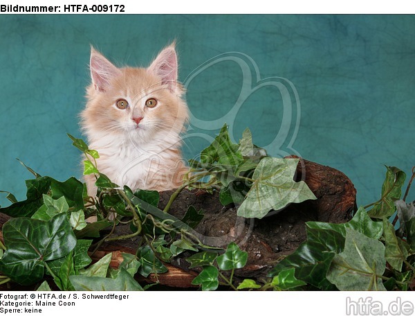 Maine Coon Kätzchen Portrait / maine coon kitten portrait / HTFA-009172