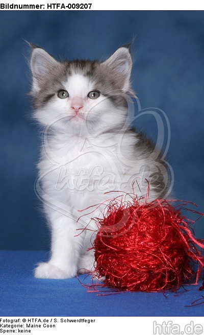 sitzendes Maine Coon Kätzchen / sitting maine coon kitten / HTFA-009207