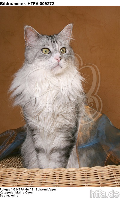 sitzende Maine Coon / sitting Maine Coon / HTFA-009272