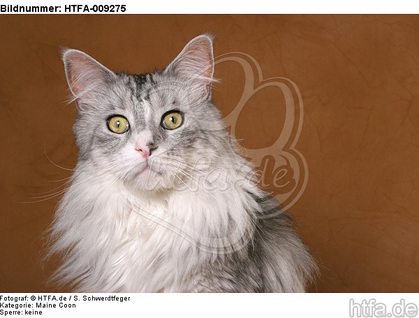 Maine Coon Portrait / HTFA-009275