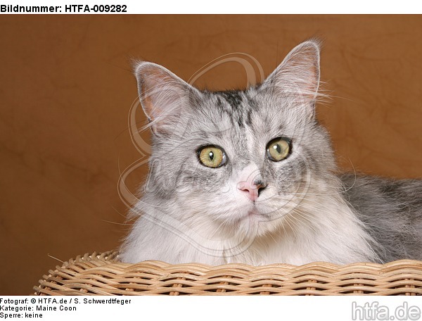 Maine Coon Portrait / HTFA-009282