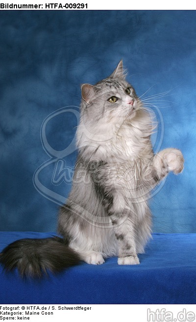 sitzende Maine Coon / sitting Maine Coon / HTFA-009291