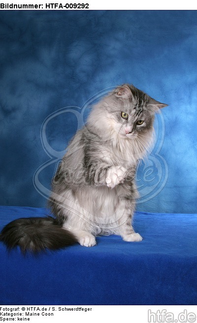 sitzende Maine Coon / sitting Maine Coon / HTFA-009292