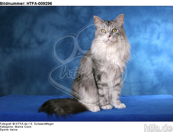 sitzende Maine Coon / sitting Maine Coon / HTFA-009296