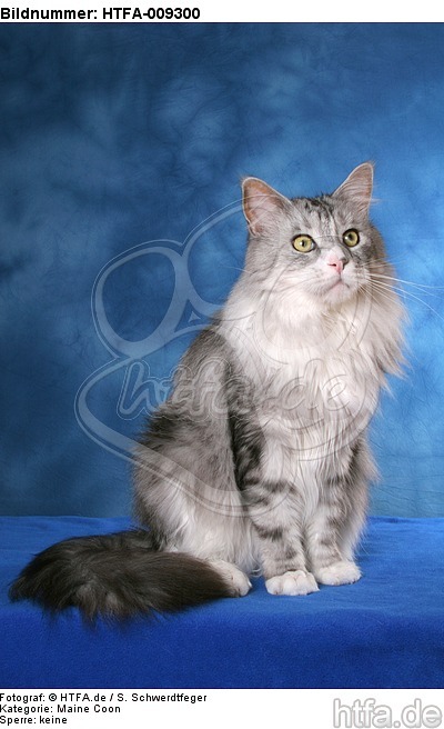 sitzende Maine Coon / sitting Maine Coon / HTFA-009300