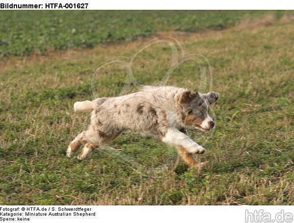 Miniature Australian Shepherd Welpe / miniature australian shepherd puppy / HTFA-001627