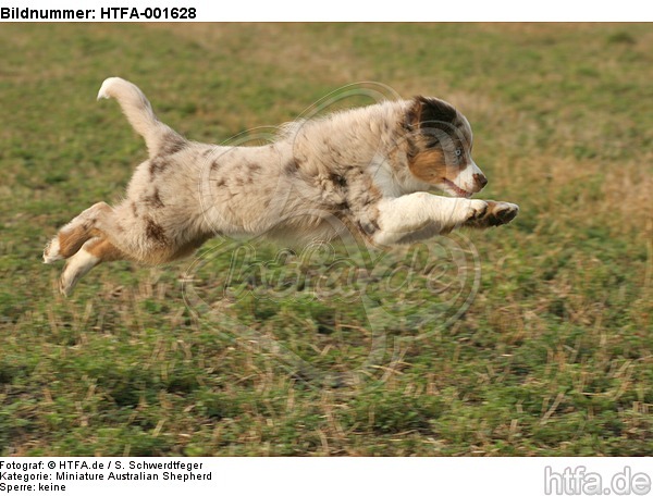 Miniature Australian Shepherd Welpe / miniature australian shepherd puppy / HTFA-001628