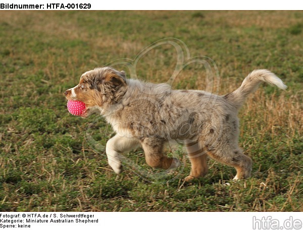 Miniature Australian Shepherd Welpe / miniature australian shepherd puppy / HTFA-001629