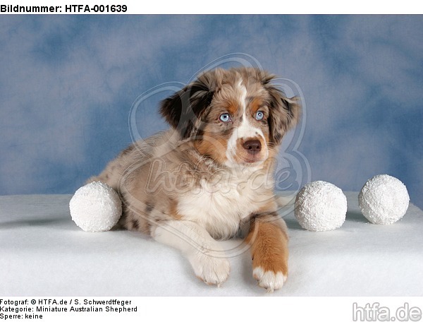 Miniature Australian Shepherd Welpe / miniature australian shepherd puppy / HTFA-001639