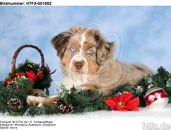 Miniature Australian Shepherd Welpe / miniature australian shepherd puppy / HTFA-001652