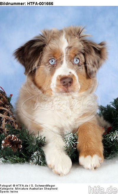 Miniature Australian Shepherd Welpe / miniature australian shepherd puppy / HTFA-001666