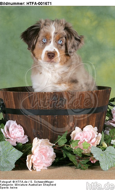 Miniature Australian Shepherd Welpe / miniature australian shepherd puppy / HTFA-001671