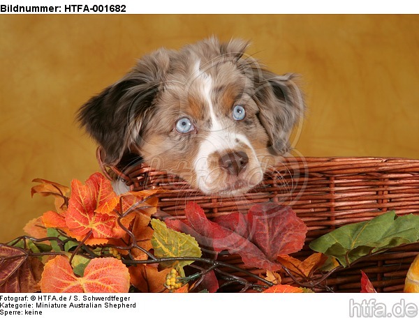 Miniature Australian Shepherd Welpe / miniature australian shepherd puppy / HTFA-001682