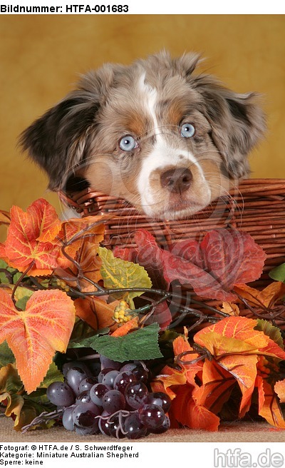 Miniature Australian Shepherd Welpe / miniature australian shepherd puppy / HTFA-001683