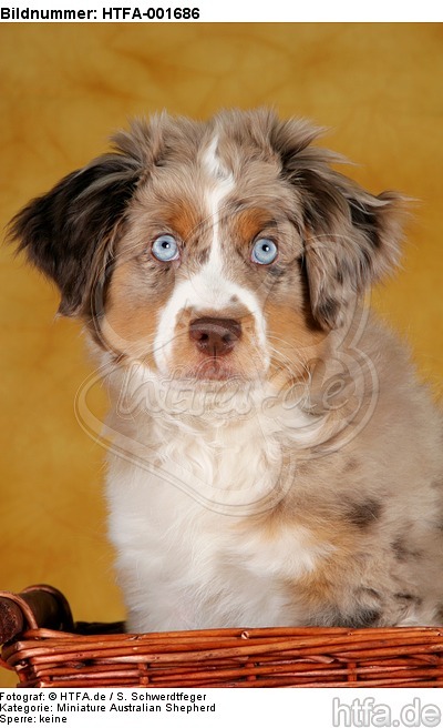 Miniature Australian Shepherd Welpe / miniature australian shepherd puppy / HTFA-001686