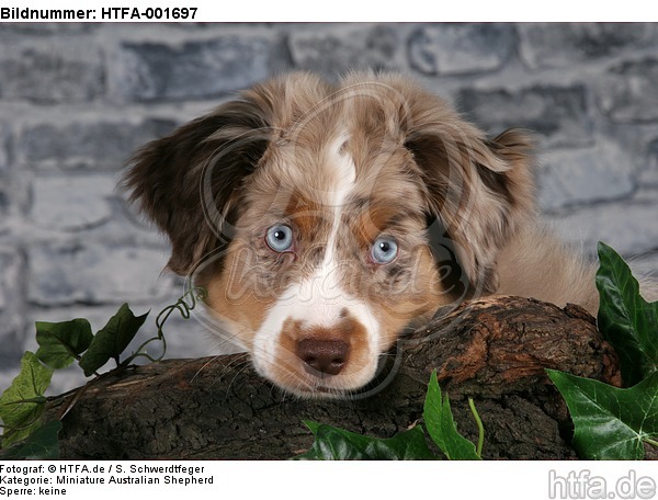 Miniature Australian Shepherd Welpe / miniature australian shepherd puppy / HTFA-001697