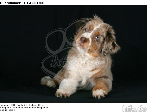 Miniature Australian Shepherd Welpe / miniature australian shepherd puppy / HTFA-001706