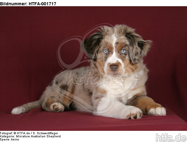 Miniature Australian Shepherd Welpe / miniature australian shepherd puppy / HTFA-001717