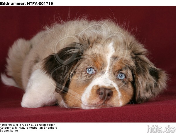 Miniature Australian Shepherd Welpe / miniature australian shepherd puppy / HTFA-001719