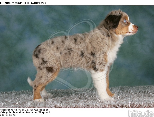 Miniature Australian Shepherd Welpe / miniature australian shepherd puppy / HTFA-001727