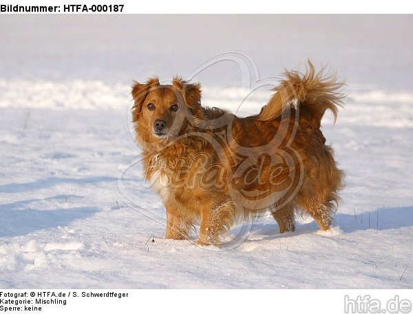 Mischling im Schnee / mongrel in snow / HTFA-000187