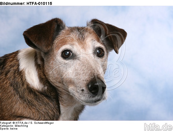 Mischling Portrait / mongrel portrait / HTFA-010115