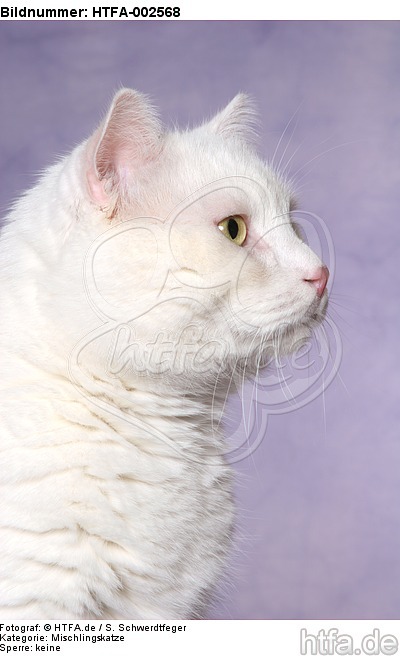 Mischlingskatze / domestic cat / HTFA-002568