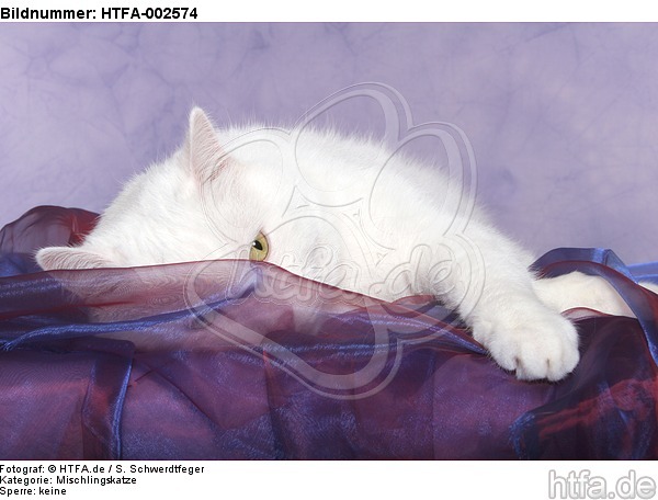 Mischlingskatze / domestic cat / HTFA-002574