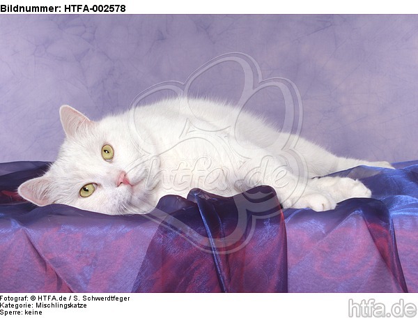 Mischlingskatze / domestic cat / HTFA-002578